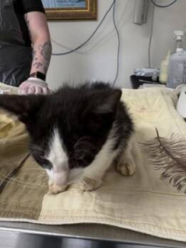 GHIRARDELLI -  Domestic Short Hair Cat for Adoption in San Antonio, Texas - GHIRARDELLI | PetCurious
