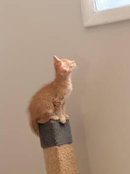 Orzo -  Domestic Short Hair Cat for Adoption in Wheaton, Illinois - Orzo | PetCurious
