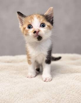 Minnie -  Domestic Short Hair Cat for Adoption in Concord, North Carolina - Minnie | PetCurious