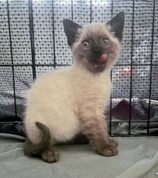 Siamese Cats Available for Adoption in Hoffman Estates, Illinois - Jasper | PetCurious