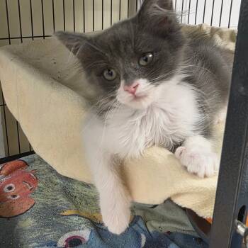 Rescue Domestic Medium Hair Cats for Adoption in Newport News, Virginia - Endora | PetCurious