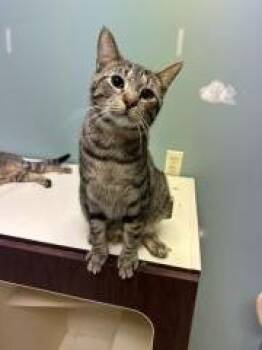 CHEWY -  Domestic Short Hair Cat for Adoption in Chillicothe, Ohio - CHEWY | PetCurious