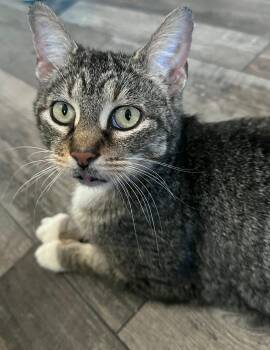 Jewel -  Domestic Short Hair Cat for Adoption in Merrillville, Indiana - Jewel | PetCurious