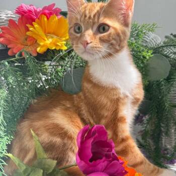 Sandy Lee McWebber -  Domestic Short Hair Cat for Adoption in Eaton Rapids, Michigan - Sandy Lee McWebber | PetCurious
