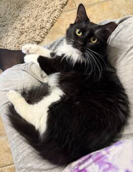 Domestic Medium Hair and Tuxedo Cats Available for Adoption in Chandler, Arizona - Henry Manor | PetCurious