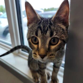 Meerkat -  Domestic Short Hair Cat for Adoption in North Battleford, Saskatchewan - Meerkat | PetCurious