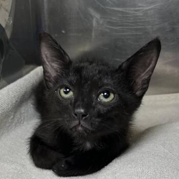 Toad -  Domestic Short Hair Cat for Adoption in Palm Springs, California - Toad | PetCurious
