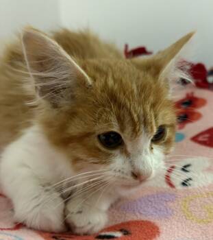 Rescue Domestic Short Hair Cats for Adoption in Milpitas, California - Kokolo | PetCurious