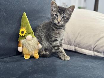 Rescue Tabby Cats for Adoption in Fountain Valley, California - Morrison - Playful And Sweet | PetCurious