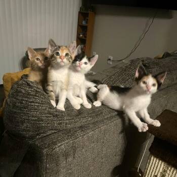 American Shorthair Cats Available for Adoption in Boerne, Texas - Have You Ever Seen The Rain | PetCurious