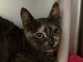 Madeline -  Domestic Short Hair Cat for Adoption in Portland, Oregon - Madeline | PetCurious
