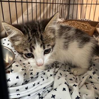 Pomni -  Domestic Short Hair Cat for Adoption in Lynchburg, Virginia - Pomni | PetCurious