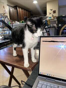 Lani Sugar -  Domestic Short Hair Cat for Adoption in Chandler, Arizona - Lani Sugar | PetCurious