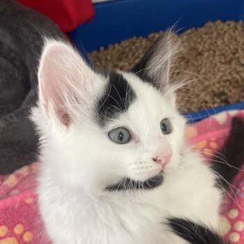 Domestic Medium Hair Cats Available for Adoption in Chicago, Illinois - Radiator | PetCurious