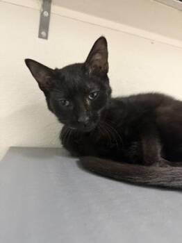 Domestic Short Hair Cats Available for Adoption in West Chester, Pennsylvania - Watercolor | PetCurious