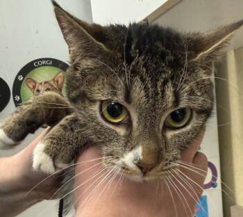 Domestic Short Hair Cats Available for Adoption in Salisbury, Maryland - Waverly | PetCurious