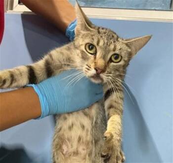 HONEY BUN -  Domestic Short Hair Cat for Adoption in San Bernardino, California - HONEY BUN | PetCurious