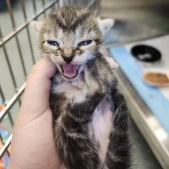 Santos -  Domestic Short Hair Cat for Adoption in Clearwater, Florida - Santos | PetCurious