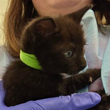 Domestic Short Hair Cats Available for Adoption in Chattanooga, Tennessee - Snow Cone | PetCurious