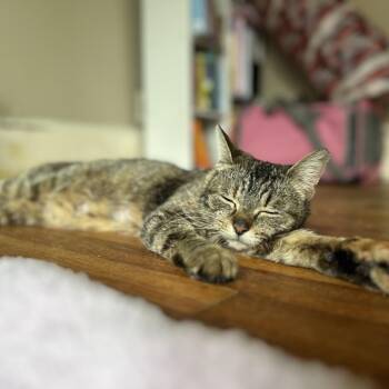 Royal Gala -  Domestic Short Hair Cat for Adoption in Dearborn, Michigan - Royal Gala | PetCurious