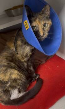 Rescue Domestic Short Hair Cats for Adoption in Osseo, Michigan - Pepper | PetCurious