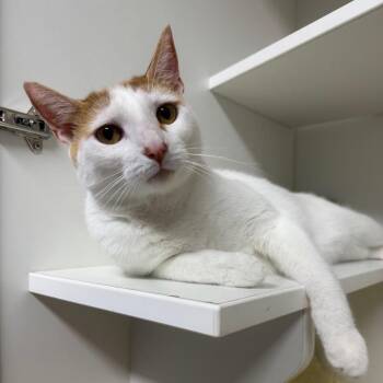 Cheeto Dust -  Domestic Short Hair Cat for Adoption in Waynesville, North Carolina - Cheeto Dust | PetCurious