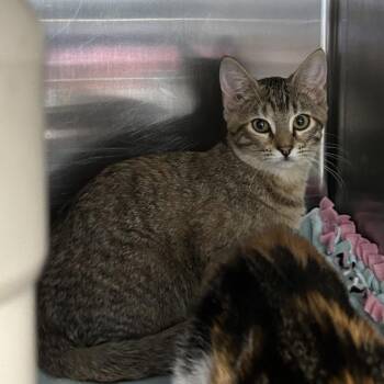 Domestic Short Hair Cats Available for Adoption - Mouse | PetCurious