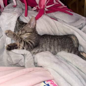 Macchiato -  Domestic Short Hair Cat for Adoption in Jupiter, Florida - Macchiato | PetCurious