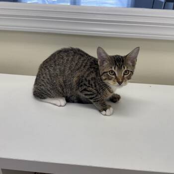 Henri -  Tabby Cat for Adoption in East Northport, New York - Henri | PetCurious