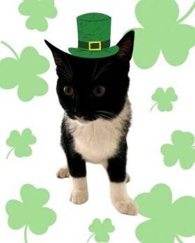 Domestic Short Hair Cats Available for Adoption - Sissy | PetCurious