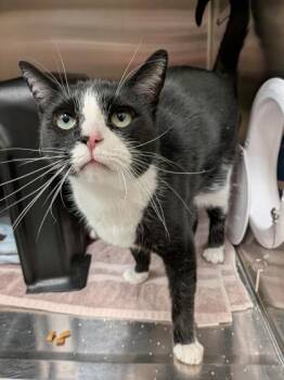 Winston (at Smitten Kitten) -  Domestic Short Hair Cat for Adoption in Fishers, Indiana - Winston (at Smitten Kitten) | PetCurious
