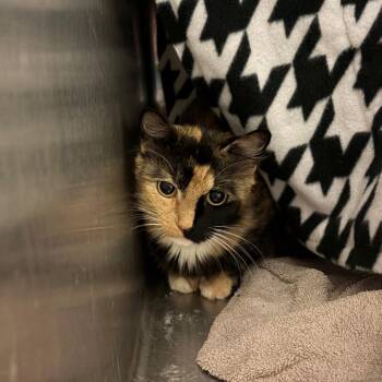 Soraya -  Domestic Long Hair Cat for Adoption in Council Bluffs, Iowa - Soraya | PetCurious
