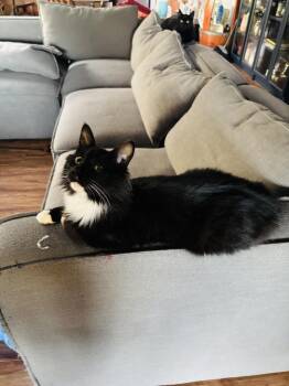 Domestic Long Hair Cats Available for Adoption - Bazooka | PetCurious