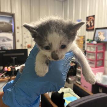 Jonathan Joestar -  Domestic Short Hair Cat for Adoption in Stephenville, Texas - Jonathan Joestar | PetCurious