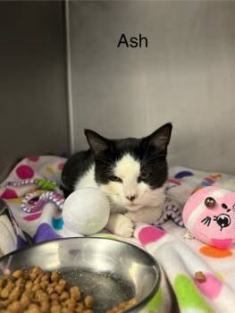 Rescue Domestic Short Hair Cats for Adoption in Knoxville, Tennessee - Ash | PetCurious