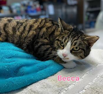 Rescue Domestic Short Hair Cats for Adoption in Jim Thorpe, Pennsylvania - Becca | PetCurious