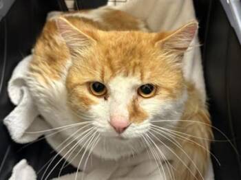 Creamsicle -  Domestic Medium Hair Cat for Adoption in Portland, Oregon - Creamsicle | PetCurious