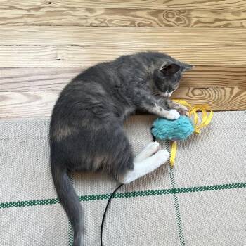 Domestic Short Hair Cats Available for Adoption - Poppy | PetCurious