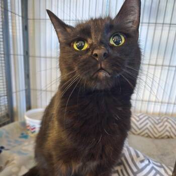 Domestic Short Hair Cats Available for Adoption in Hanna City, Illinois - Saucey | PetCurious