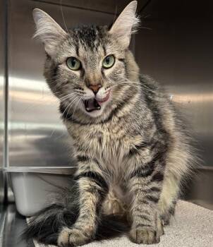 Domestic Medium Hair Cats Available for Adoption in Santa Cruz, California - WINIFRED* | PetCurious