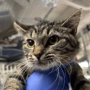 Domestic Short Hair Cats Available for Adoption - Scippa | PetCurious