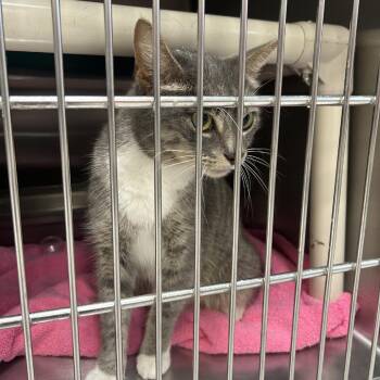 Domestic Short Hair Cats Available for Adoption in Indianapolis, Indiana - Soraya Montenegro | PetCurious