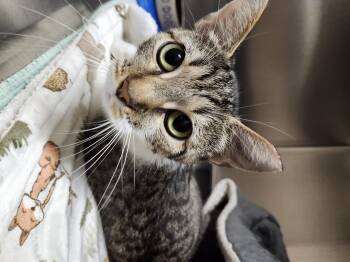 Rescue Domestic Short Hair Cats for Adoption in Renfrew, Pennsylvania - Mama Monroe | PetCurious