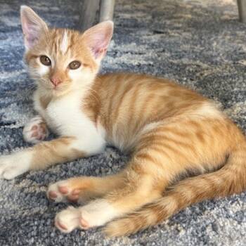 Rescue Domestic Short Hair Cats for Adoption in Silver Spring, Maryland - Milo | PetCurious