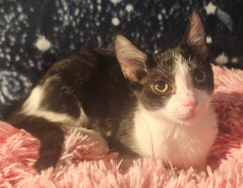 Rescue Domestic Short Hair Cats for Adoption in Youngtown, Arizona - Mei Mei | PetCurious