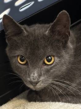 Rescue Russian Blue and Domestic Short Hair Cats for Adoption in Folsom, California - Milo | PetCurious
