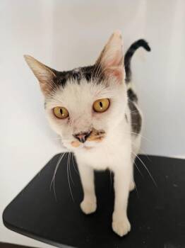 Rescue Domestic Short Hair Cats for Adoption in Sprakers, New York - Maple | PetCurious