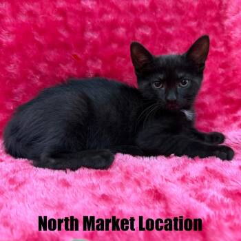Aphrodite -  Domestic Short Hair Cat for Adoption in Raleigh, North Carolina - Aphrodite | PetCurious