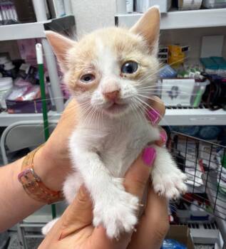 Regina George -  Domestic Short Hair Cat for Adoption in Pomona, New York - Regina George | PetCurious