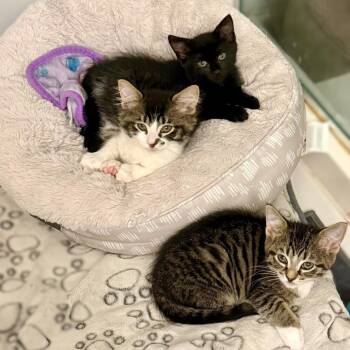 Leia (Toast) -  Domestic Short Hair Cat for Adoption in Chicago, Illinois - Leia (Toast) | PetCurious